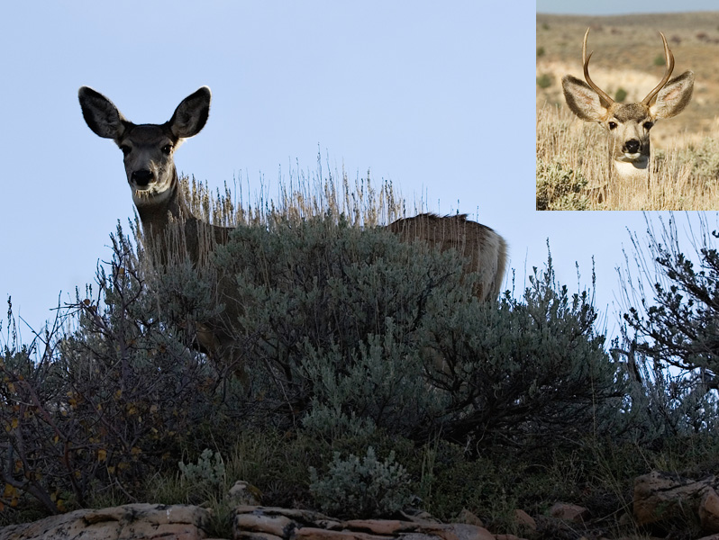mule deer
