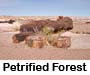 Petrified Forest