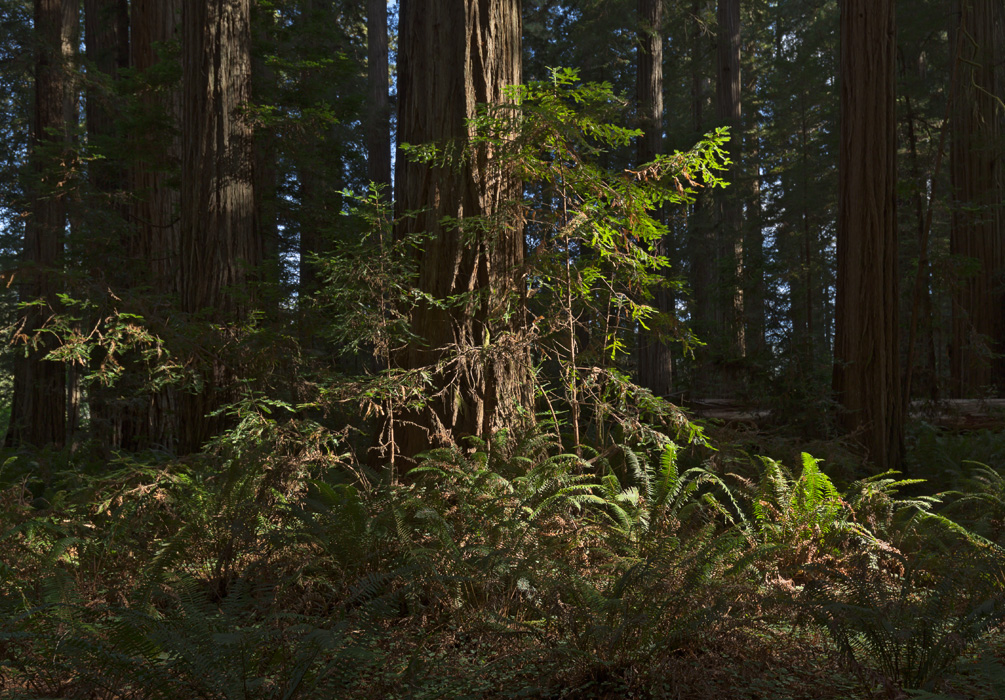 redwood #2