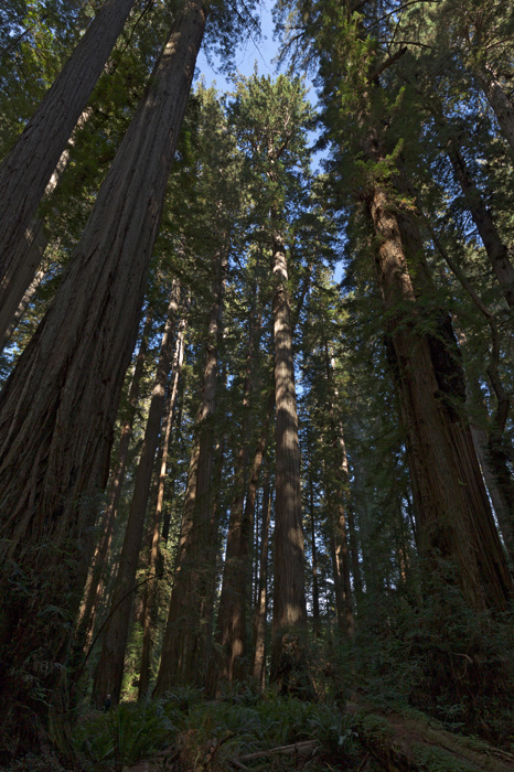 redwoods