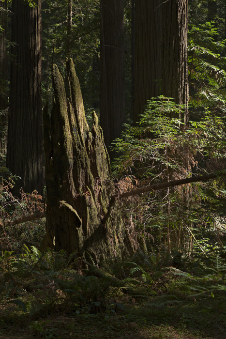 redwoods